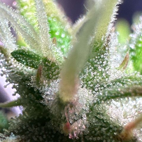CookiesGelato 🍪 growlog photo: Trichome shots 