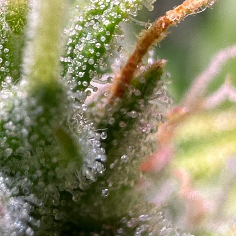 CookiesGelato 🍪 growlog photo: Trichome shots 