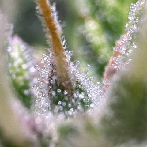 CookiesGelato 🍪 growlog photo: Trichome shots 