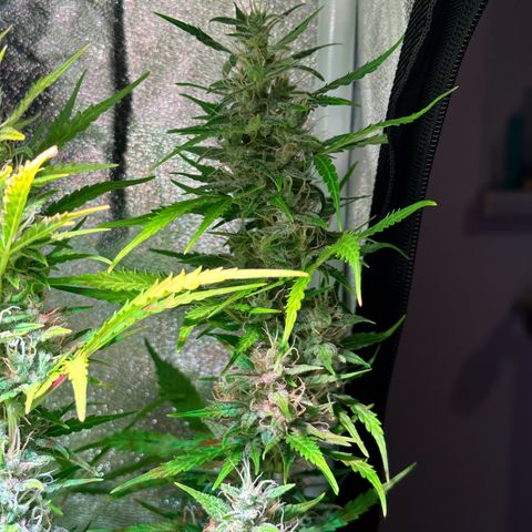 CookiesGelato 🍪 growlog timeline photo
