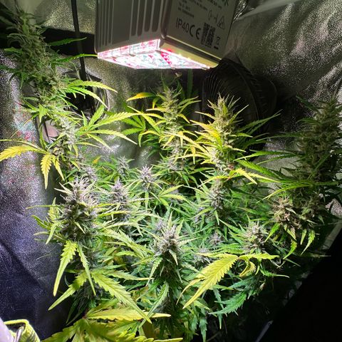 CookiesGelato 🍪 growlog timeline photo