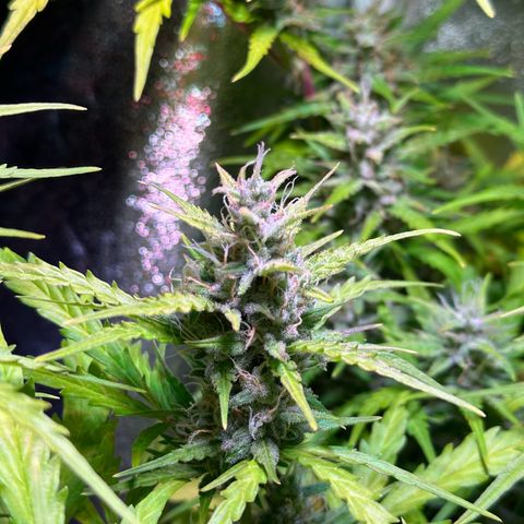 CookiesGelato 🍪 growlog timeline photo