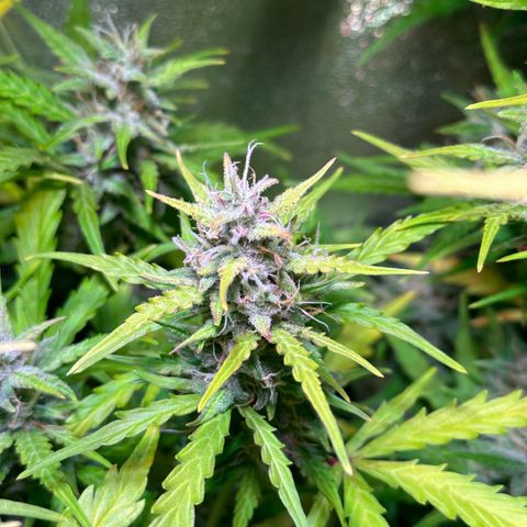 CookiesGelato 🍪 growlog timeline photo