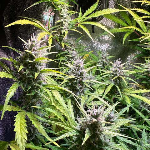 CookiesGelato 🍪 growlog timeline photo