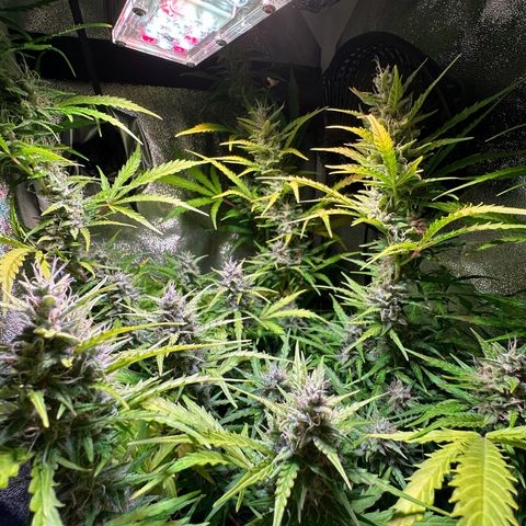 CookiesGelato 🍪 growlog timeline photo