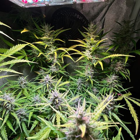 CookiesGelato 🍪 growlog timeline photo