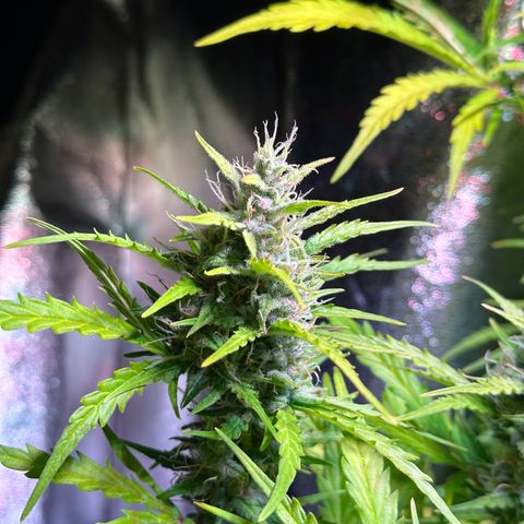 CookiesGelato 🍪 growlog timeline photo