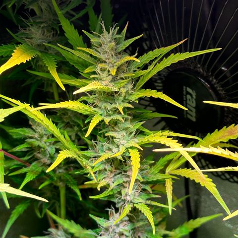 CookiesGelato 🍪 growlog timeline photo