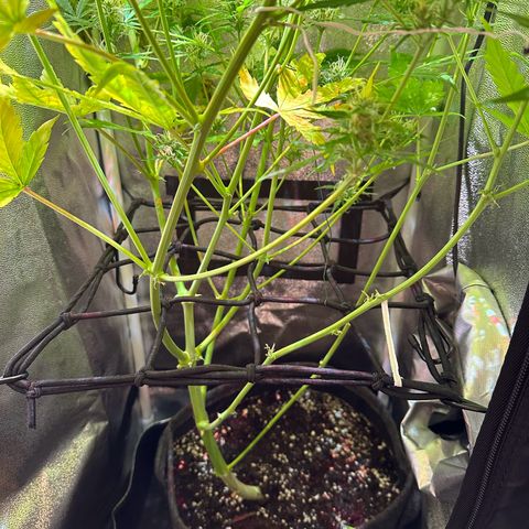 CookiesGelato 🍪 growlog timeline photo