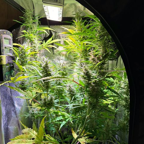 CookiesGelato 🍪 growlog timeline photo