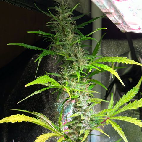 CookiesGelato 🍪 growlog timeline photo
