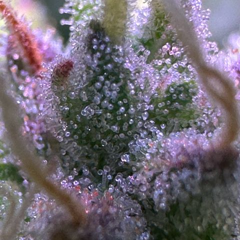 CookiesGelato 🍪 growlog timeline photo
