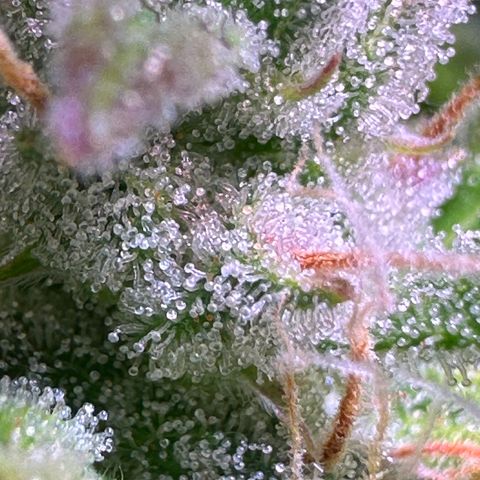 CookiesGelato 🍪 growlog timeline photo