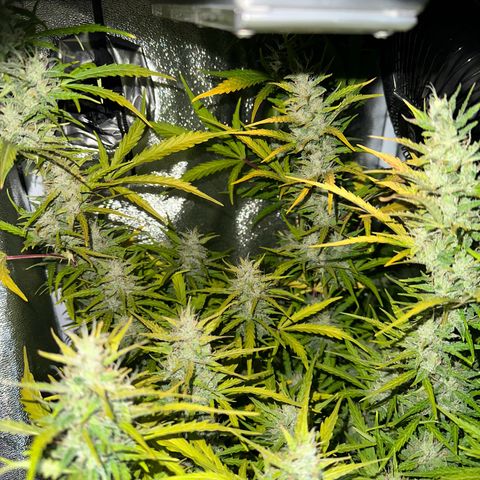 CookiesGelato 🍪 growlog timeline photo