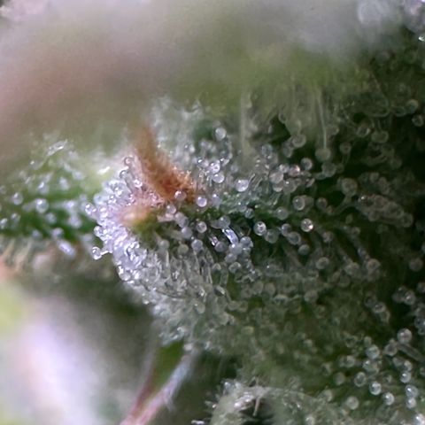 CookiesGelato 🍪 growlog timeline photo