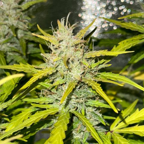 CookiesGelato 🍪 growlog timeline photo