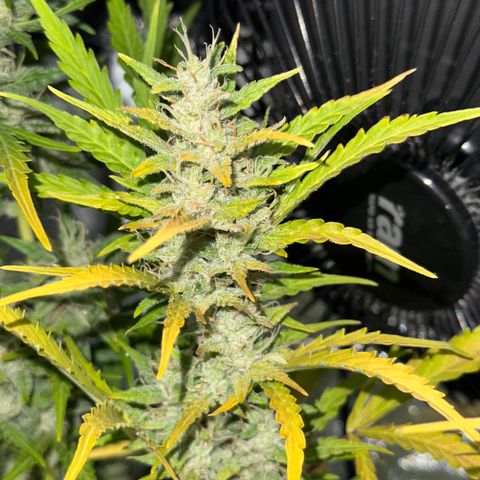 CookiesGelato 🍪 growlog timeline photo