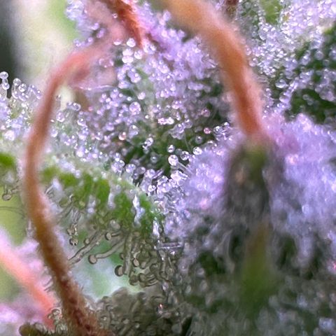 CookiesGelato 🍪 growlog timeline photo