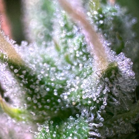CookiesGelato 🍪 growlog timeline photo