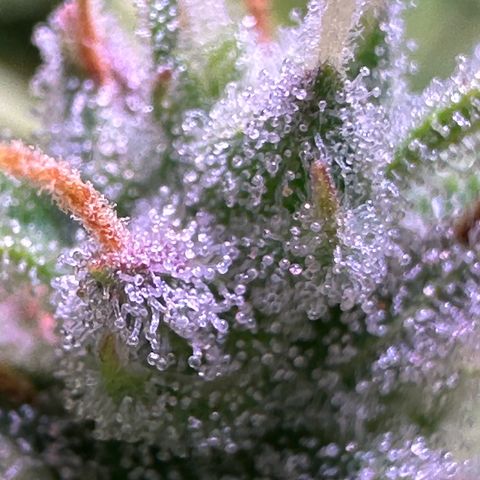 CookiesGelato 🍪 growlog timeline photo