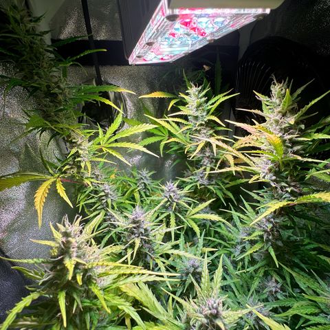 CookiesGelato 🍪 growlog timeline photo