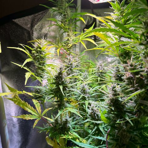CookiesGelato 🍪 growlog timeline photo