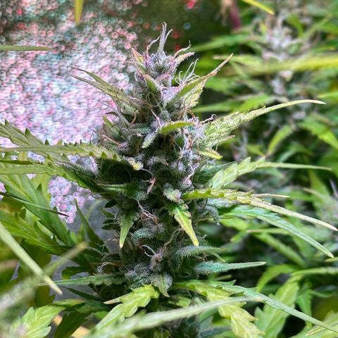 CookiesGelato 🍪 growlog timeline photo