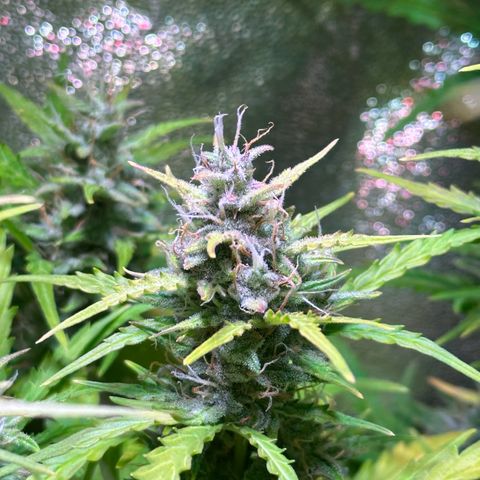 CookiesGelato 🍪 growlog timeline photo