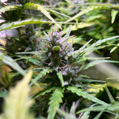 CookiesGelato 🍪 growlog timeline photo