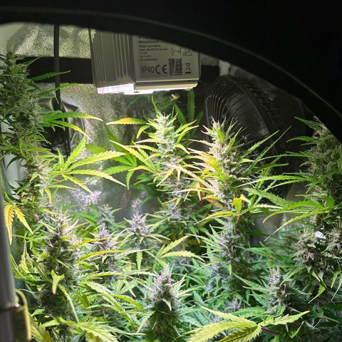 CookiesGelato 🍪 growlog timeline photo