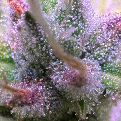 CookiesGelato 🍪 growlog timeline photo