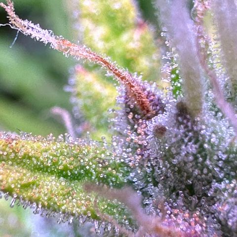 CookiesGelato 🍪 growlog timeline photo
