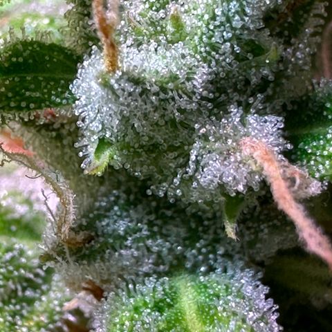 CookiesGelato 🍪 growlog timeline photo