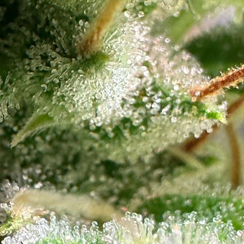 CookiesGelato 🍪 growlog timeline photo