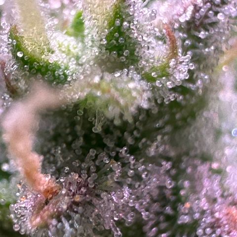 CookiesGelato 🍪 growlog timeline photo