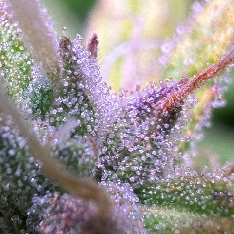 CookiesGelato 🍪 growlog timeline photo