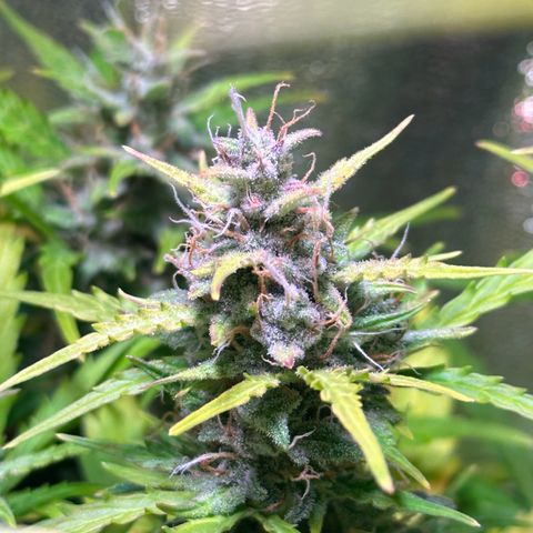 CookiesGelato 🍪 growlog timeline photo
