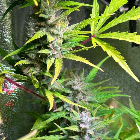 CookiesGelato 🍪 growlog timeline photo