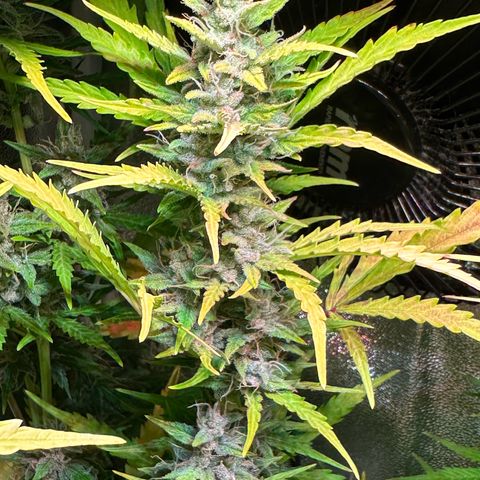 CookiesGelato 🍪 growlog timeline photo