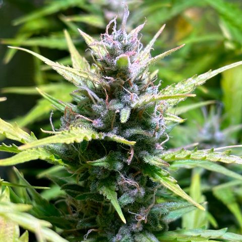 CookiesGelato 🍪 growlog timeline photo