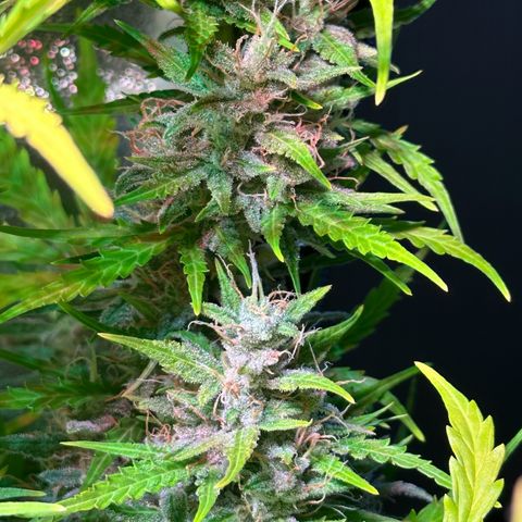 CookiesGelato 🍪 growlog timeline photo