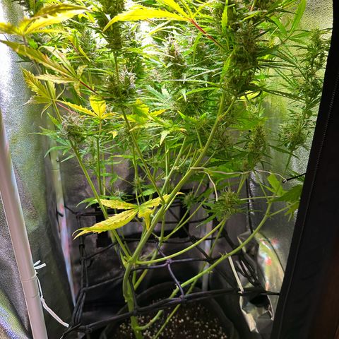 CookiesGelato 🍪 growlog timeline photo