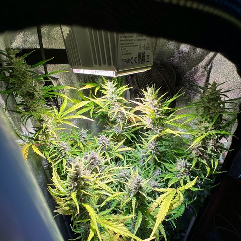 CookiesGelato 🍪 growlog timeline photo
