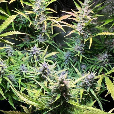 CookiesGelato 🍪 growlog timeline photo