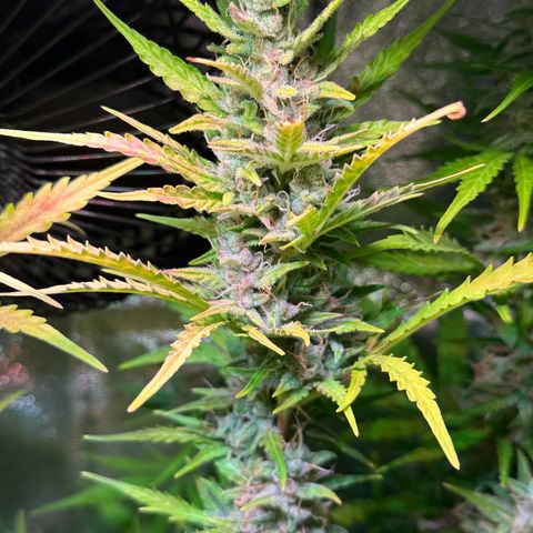 CookiesGelato 🍪 growlog timeline photo