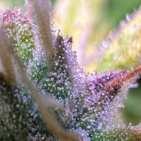 CookiesGelato 🍪 growlog timeline photo