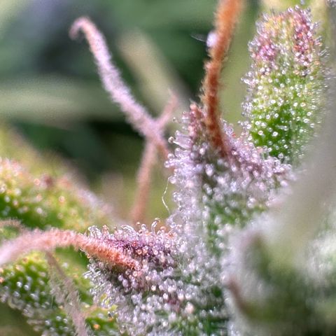 CookiesGelato 🍪 growlog timeline photo