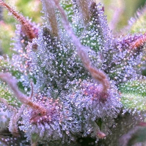 CookiesGelato 🍪 growlog timeline photo
