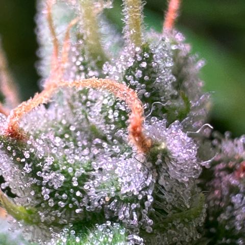 CookiesGelato 🍪 growlog photo: milky / cloudy trichomes from middle buds