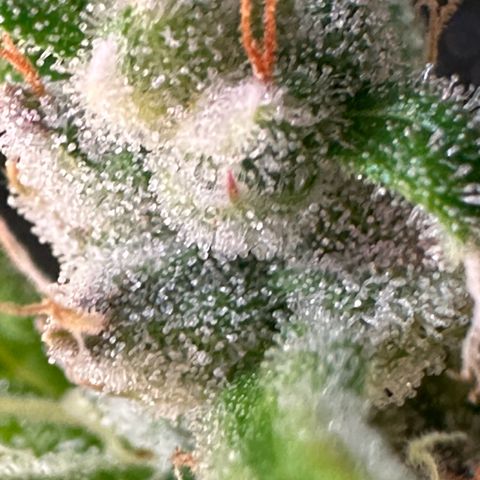 CookiesGelato 🍪 growlog photo: milky / cloudy trichomes from middle buds